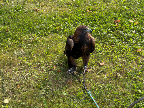 A golden eagle (Aquila) on a lawn, presented in a park in Koszecin, Poland photo