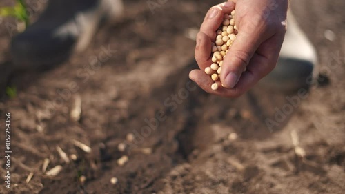 Agriculture. Hand planting a grain of soybeans. Farm man crop concept. Farmer planting a field of peas. Farmer planting soybeans and peas field by hand. agriculture lifestyle business farm concept.