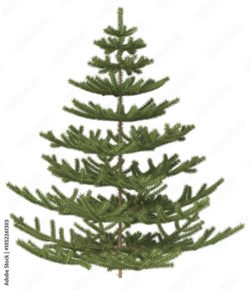 Fototapeta premium Realistic Christmas tree without decorations. 3d illustration transparent background