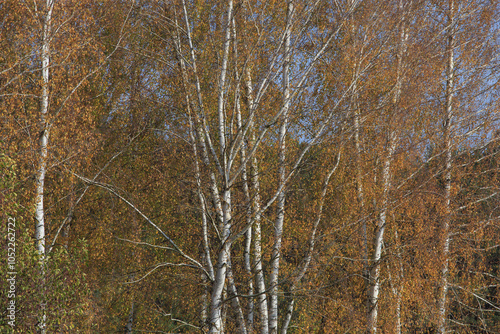 Fototapeta Naklejka Na Ścianę i Meble -  Beautiful autumnal scene. Autumn foliage background. Trees with yellow leaves