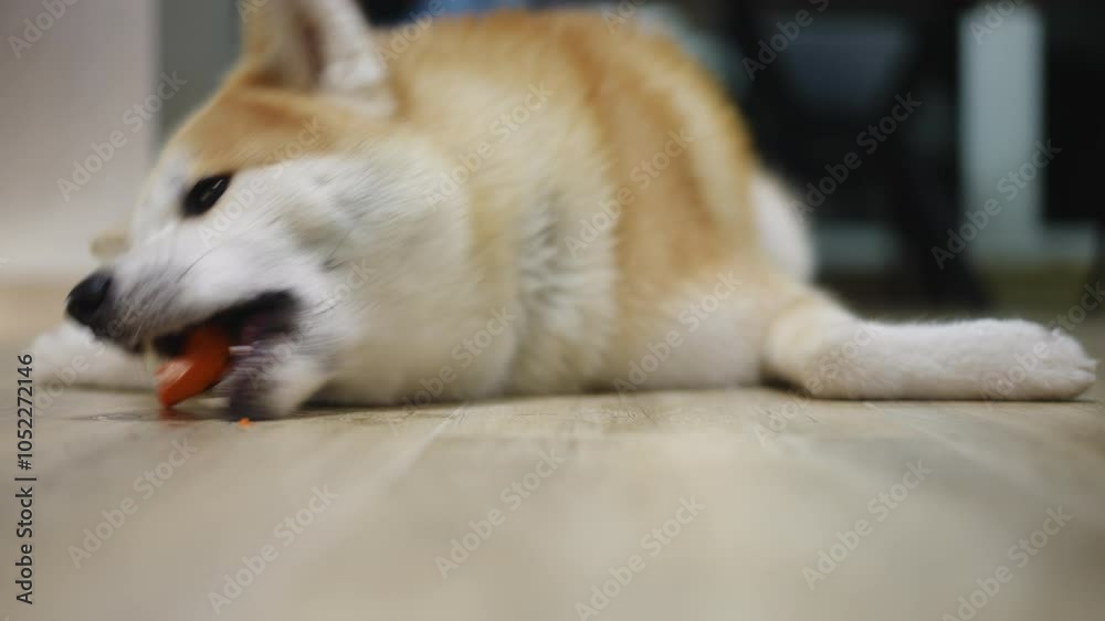 An adorable dog is happily savoring a delicious treat on the floor, showcasing a cute and playful moment An adorable dog is happily savoring a delicious treat on the floor, showcasing a cute and playful moment