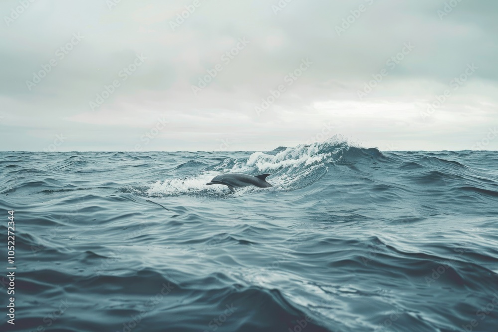 Dolphin swimming gracefully in calm ocean waters under a cloudy sky during a tranquil morning Dolphin swimming gracefully in calm ocean waters under a cloudy sky during a tranquil morning