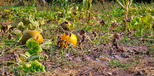 Autumn rural landscape, pumpkin on the field, pumpkin on the grass
