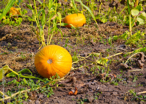 Autumn rural landscape, pumpkin on the field, pumpkin on the grass
