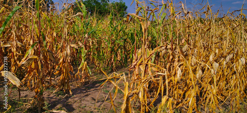 Autumn rural landscape, a field of overripe corn stalks, texture of grass