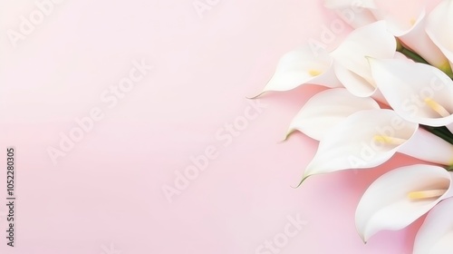 Elegant calla lilies on soft pink background, showcasing beauty and tranquility.