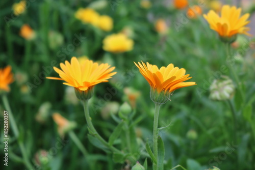 flowers in the garden