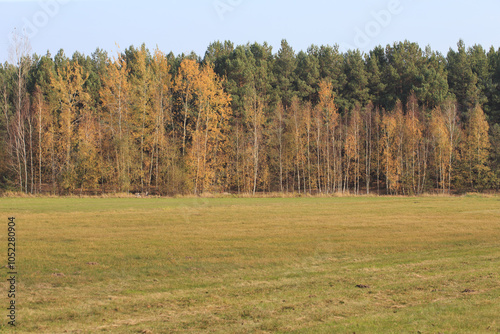 Fototapeta Naklejka Na Ścianę i Meble -  Beautiful autumnal scene. Autumn foliage background. Trees with yellow leaves