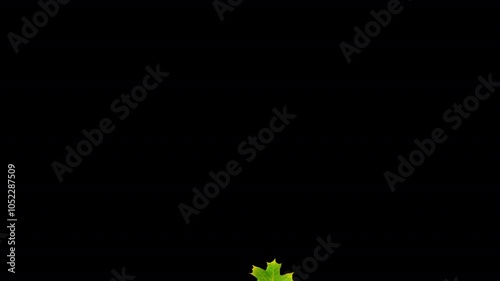 Animated pack of 16 autumn leaves on alpha channel. Each leaf appears, twirls, and drifts across the screen before disappearing, perfect for seasonal designs and motion graphics.