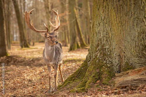Fototapeta Naklejka Na Ścianę i Meble -  Common Fallow Deer Stands next to Tree Trunk in Autumn Forest in Europe. Majestic Furry Animal with Antlers in Czech Republic.