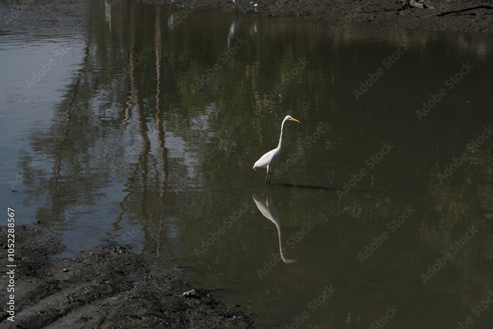 An egret wading in the water, poised for hunting. An egret wading in the water, poised for hunting.