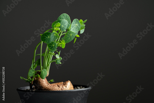 Stephania Erecta caudex close up with isolated black background. photo