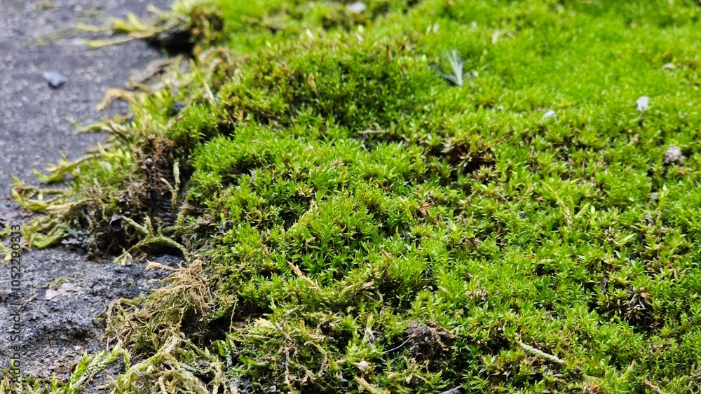 green moss on the concrete surface green moss on the concrete surface
