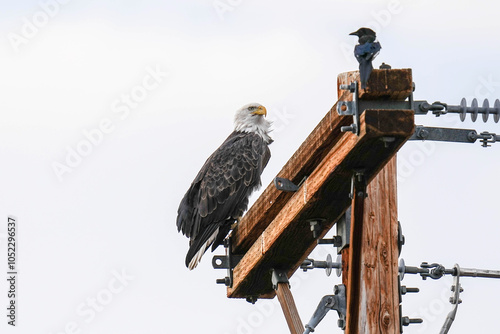 Ball Eagle - Colorado