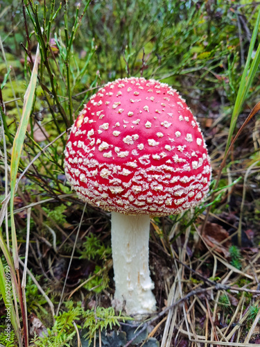 fly agaric mushroom