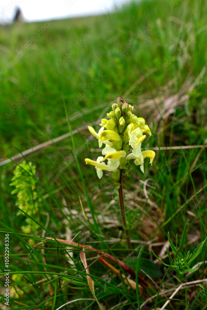 Knolliges Läusekraut, Knollen-Läusekraut // Long-beaked yellow lousewort (Pedicularis tuberosa) - Kopaonik Nationalpark, Serbien Knolliges Läusekraut, Knollen-Läusekraut // Long-beaked yellow lousewort (Pedicularis tuberosa) - Kopaonik Nationalpark, Serbien