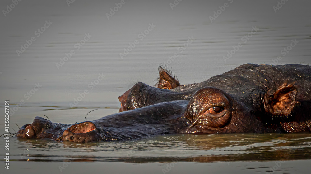 Fototapeta premium Sly Hippo