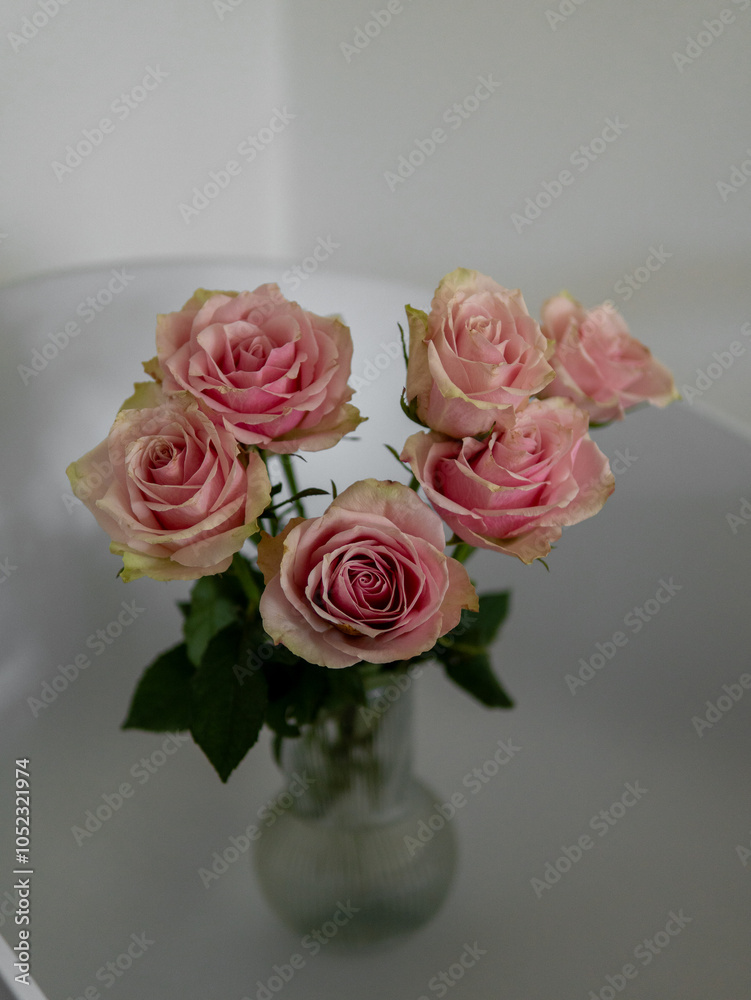 a pink rose with an imperfect petal a pink rose with an imperfect petal