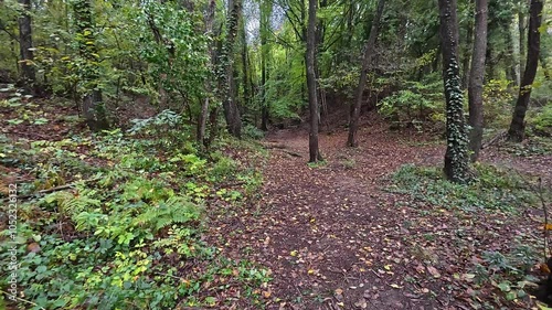 Walking in the autumn forest in Catalonia of Spain. Near village Villadrau photo