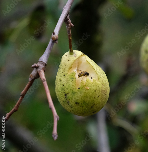 A wasp sitting on a pear fruit that has been pecked by birds photo