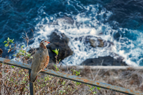 Barbary Partridge in Tenerife, Spain. Alectoris barbara with ocean as background. Gamebird in the pheasant family Phasianidae of the order Galliformes. Fauna of Canary Islands. Wildlife. photo