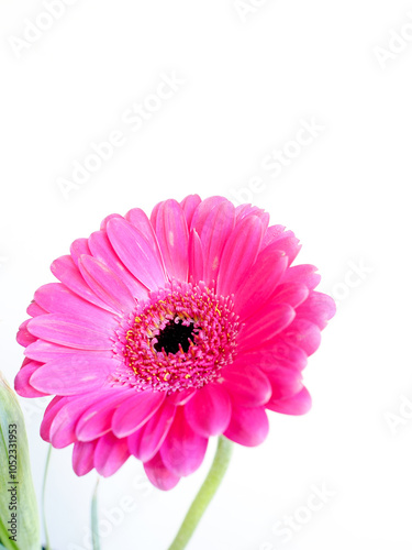 a pink gerbera flower against a white background