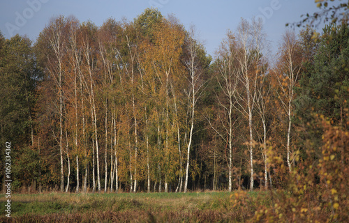 Fototapeta Naklejka Na Ścianę i Meble -  Beautiful autumnal scene. Autumn foliage background. Trees with yellow leaves