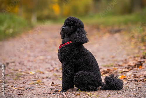 Full-length portrait of obedient trained sitting black poodle dog in autumn park.