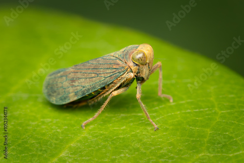 Small leafhopper resting on a green leaf on a summer afternoon with blurred background