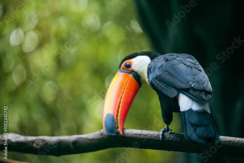 yellow billed toucan photo