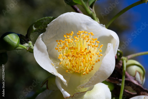 Tea or Chinese camellia or tea bush. White flowers of Camellia sinensis close-up, selective focus. Natural spring floral background. The tea bush blooms in November on a tea plantation. photo