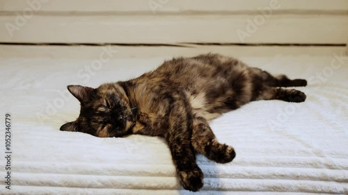 A sleeping cat twitches in its sleep. Tricolor tortoiseshell pet sleeps lying on side with stretching paws on a white bed. Concept of happy life of domestic animal. Sweet dreams. Sleep myoclonus. 4K photo