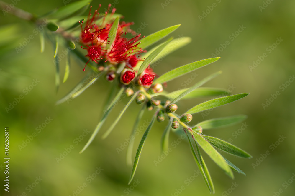 Obraz premium Fleur de callistemon