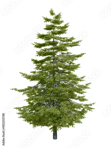 Tableau sur toile Isolated tree in spring, Douglas fir (Pseudotsuga menziesii), an evergreen conifer species in the pine family, Pinaceae