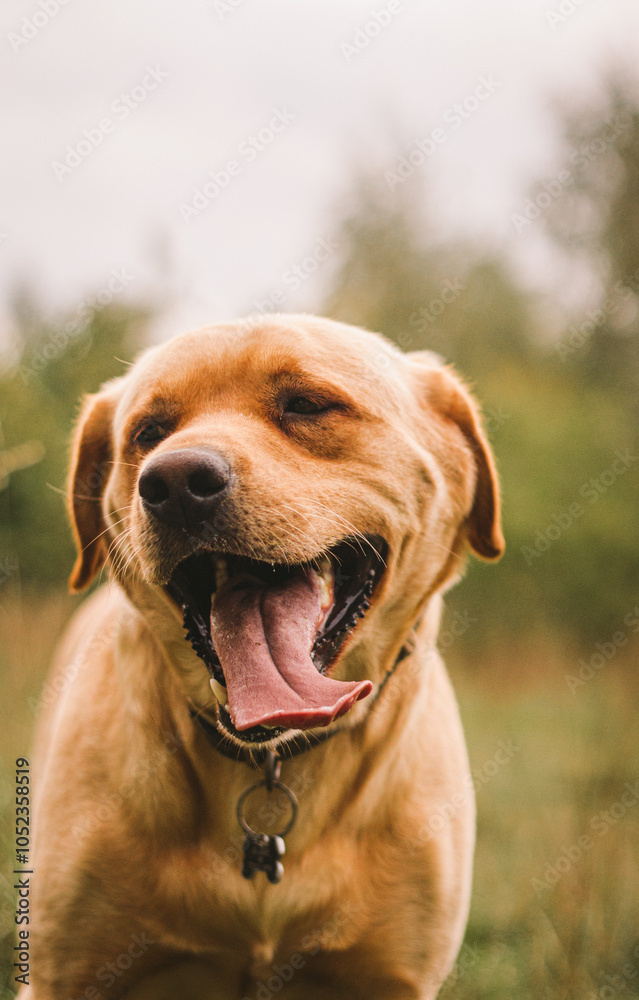 Puppy Portraits Puppy Portraits