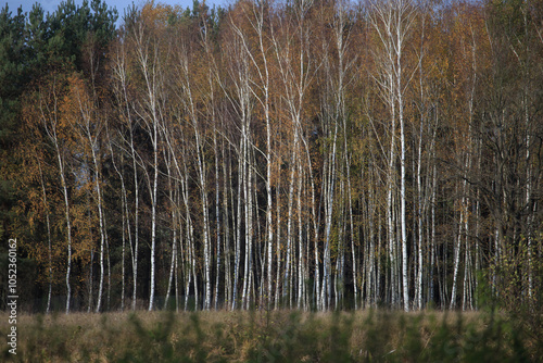 Fototapeta Naklejka Na Ścianę i Meble -  Beautiful autumnal scene. Autumn foliage background. Trees with yellow leaves