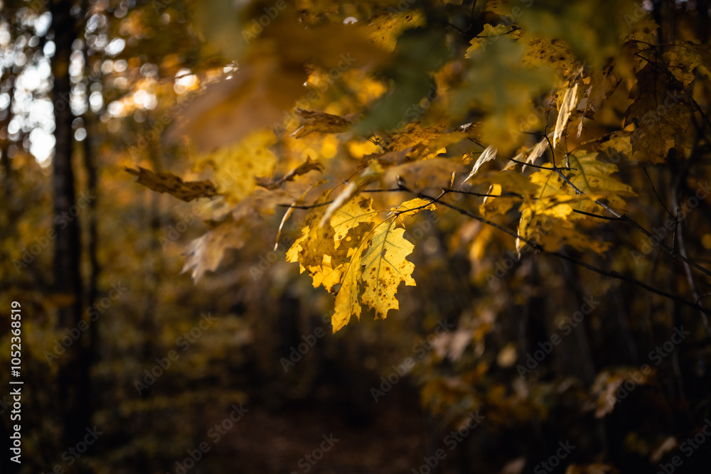 Golden Oak Leaves in Morning Sunlight with Blurred Autumn Forest Background.. Golden Oak Leaves in Morning Sunlight with Blurred Autumn Forest Background..
