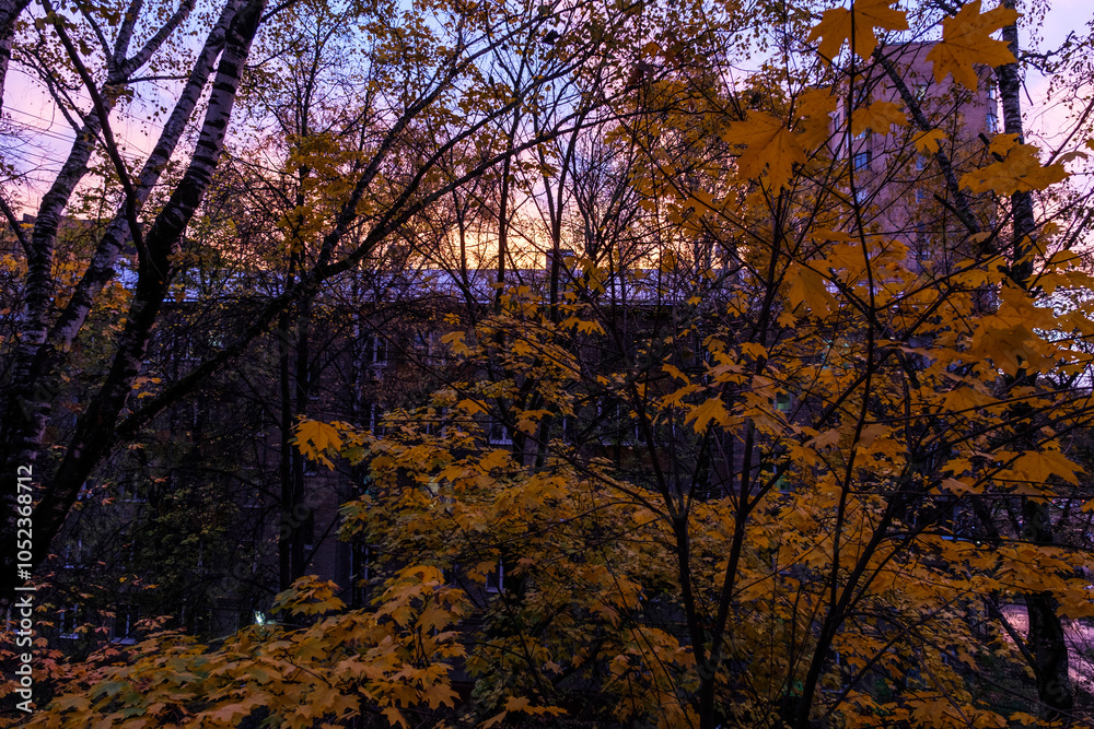 autumn dawn in the Moscow courtyard with yellowed maple leaves on the trees autumn dawn in the Moscow courtyard with yellowed maple leaves on the trees