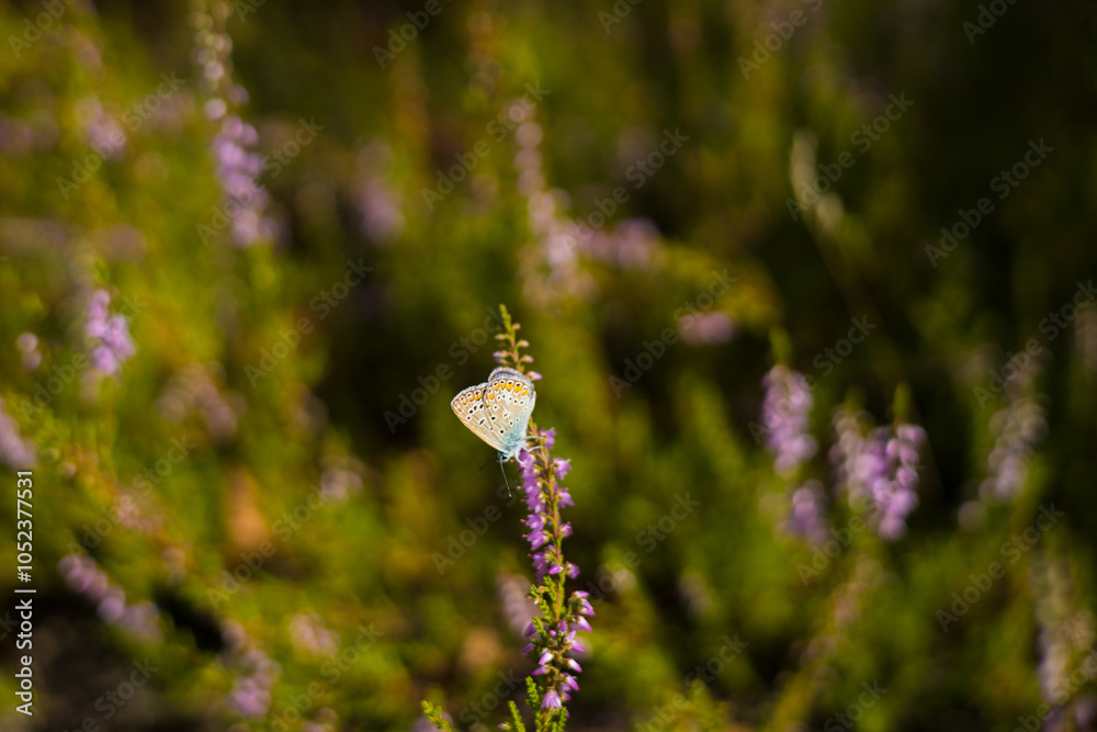 A blue butterfly (Polyommatus icarus) with orange, brown and blue wings rests on heather flowers in a nature reserve, creating a bright and delicate picture. A cute butterfly on a flower. A blue butterfly (Polyommatus icarus) with orange, brown and blue wings rests on heather flowers in a nature reserve, creating a bright and delicate picture. A cute butterfly on a flower.