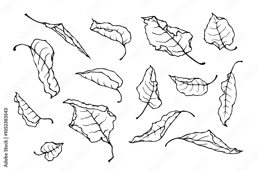 Obraz premium Set of line sketches,doodles of dry autumn leaves.Vector graphics.