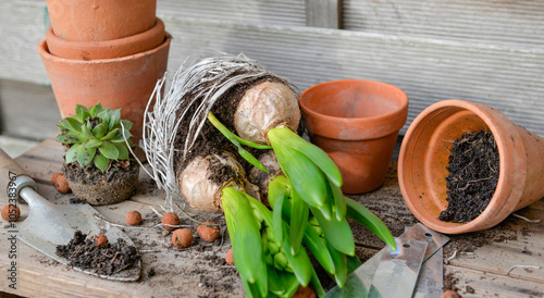  bulb plants  fot potted and terra cotta flower pots on gardening table with garden equipment photo