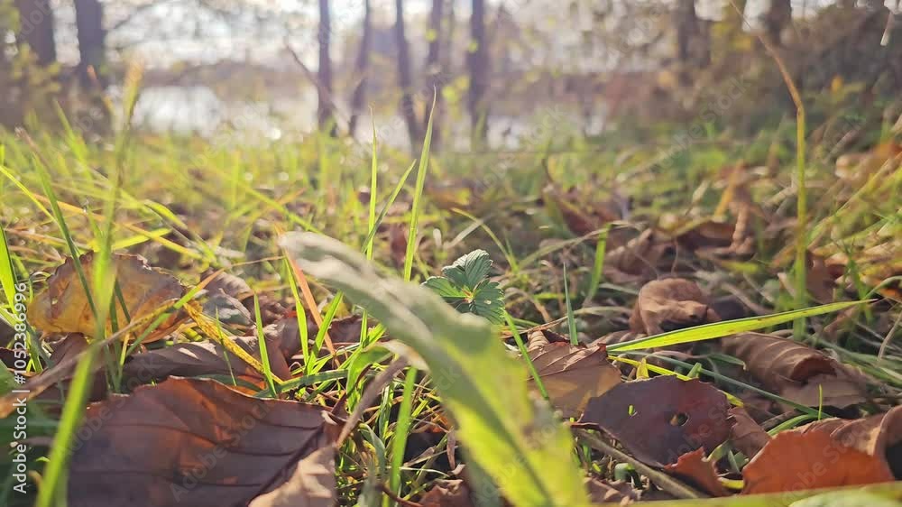 grass movement