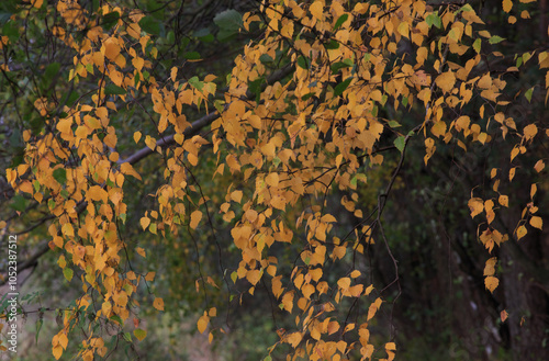 Fototapeta Naklejka Na Ścianę i Meble -  Beautiful autumnal scene. Autumn foliage background. Trees with yellow leaves