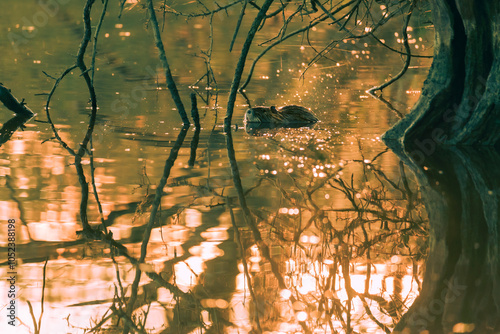 A young nutria rests in calm water and under a sunset. photo