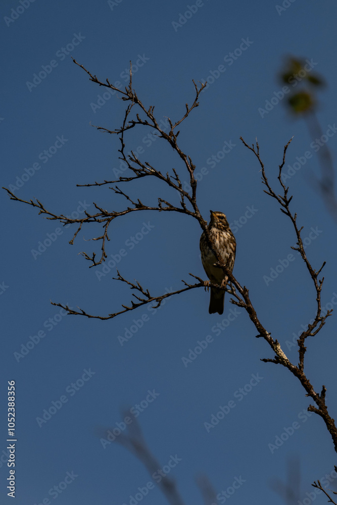 Redwing (Turdus iliacus) sitting on a tree branch Redwing (Turdus iliacus) sitting on a tree branch