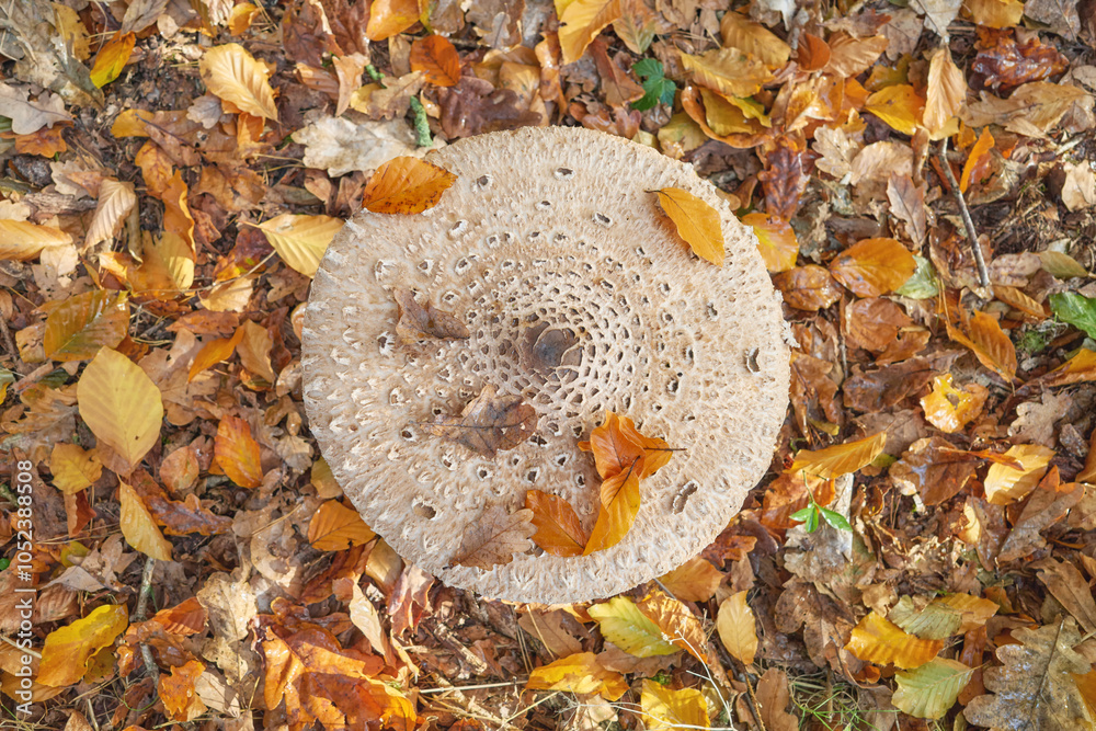 Cap of the parasol mushroom, selective focus.