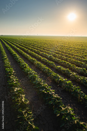 Open soybean field at sunset. photo