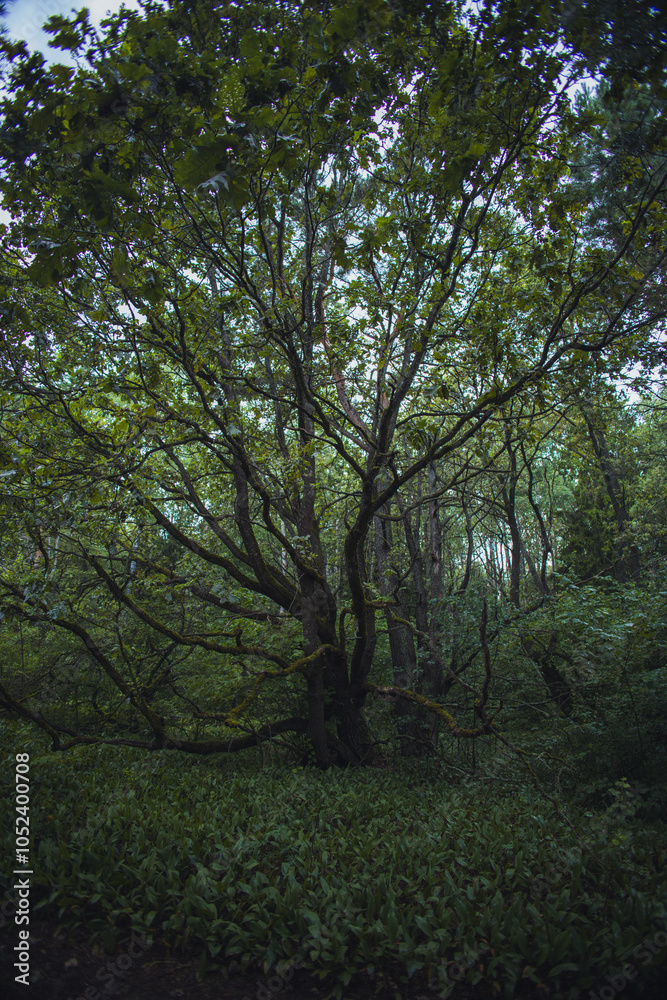 Obraz premium Sunlight filters through the canopy, illuminating a majestic tree with spreading branches, creating a breathtaking picture in the heart of a bright green forest. Big old tree.