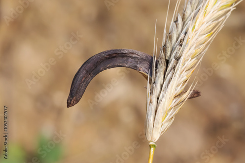 Mutterkorn, Sklerotium des Purpurbraunen Mutterkornpilzes (Claviceps purpurea, ergot fungus) an einer Roggenähre. Mit Mutterkorn verunreinigtes Getreide kann Ergotismus auslösen. photo