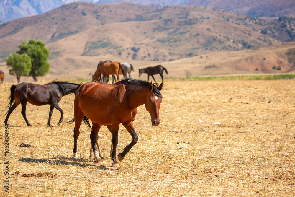 A herd of horses graze in the meadow in summer, eat grass, walk and frolic. Pregnant horses and foals, livestock breeding concept. A herd of horses graze in the meadow in summer, eat grass, walk and frolic. Pregnant horses and foals, livestock breeding concept.